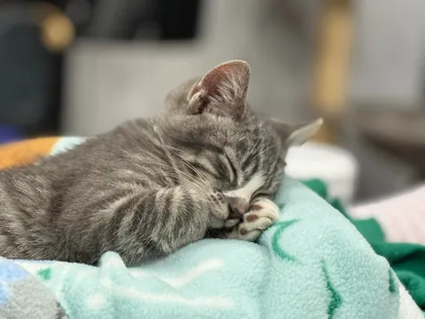 I’m not sure my wife could have been any happier. All 5 found a spot.