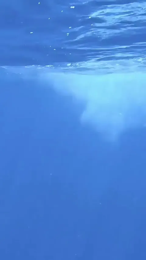 This spectacular close up video of a whale diving back into the ocean. Credit to mekanphotography