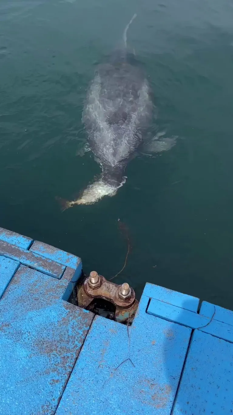 A dolphin bearing gifts
