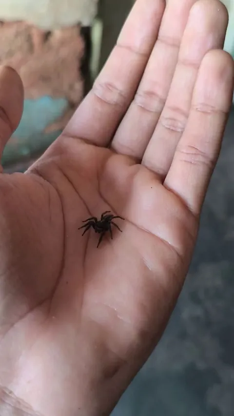Female Brazilian Jumping Spider (Plexippus payculli).