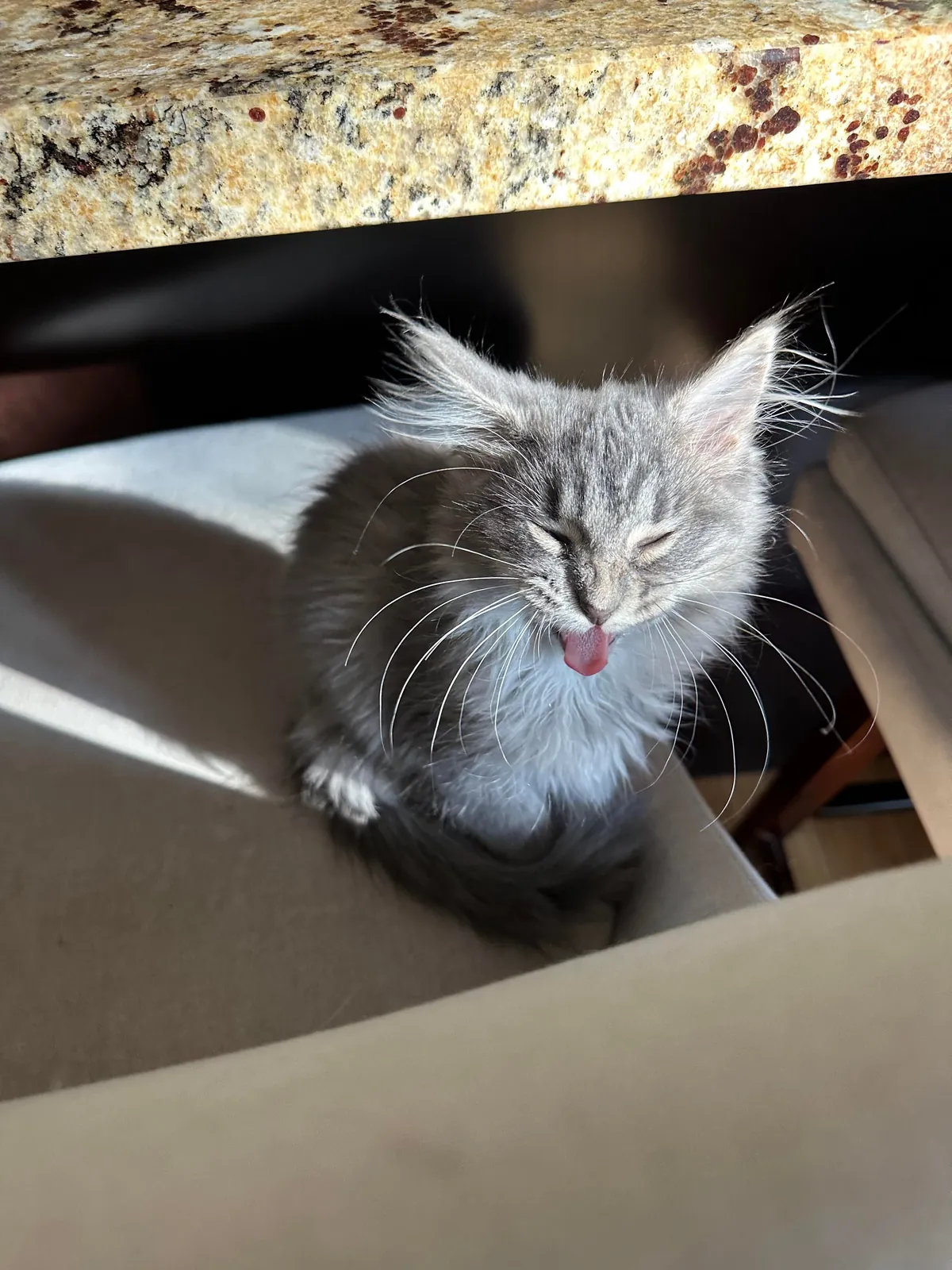 our new kitten, Zuppa🥰