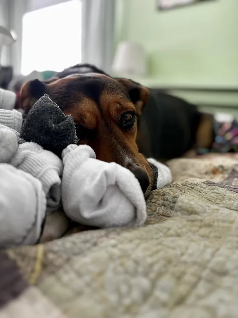 Sammiches would like to make sure that you do not take her socks.