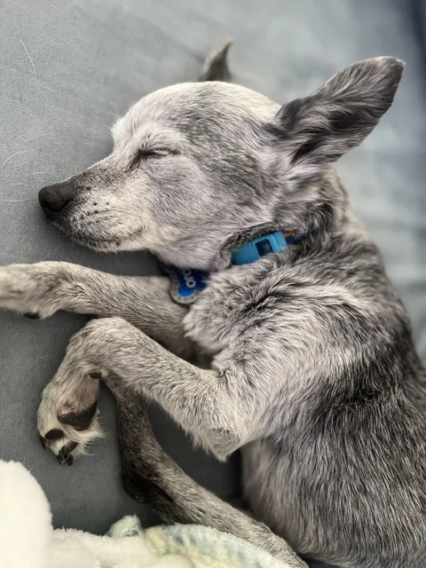 Mojo (turns 20 in Sept) after an eventful morning at the Farmer’s Market.