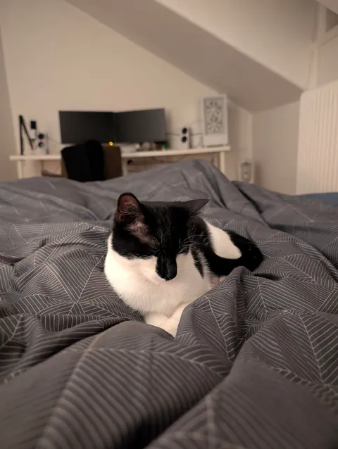 My first ever cat, i love her so much