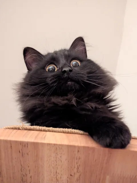 Some cute photos of Tiny, the new arrival