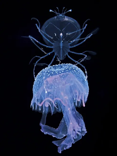 🔥 Transparent/translucent marine life during a blackwater dive off the coast of Kume Island, Japan 🔥