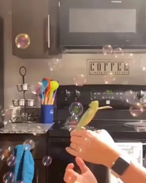 Chameleon's reaction to seeing bubbles for the first time..🐾🫧😍