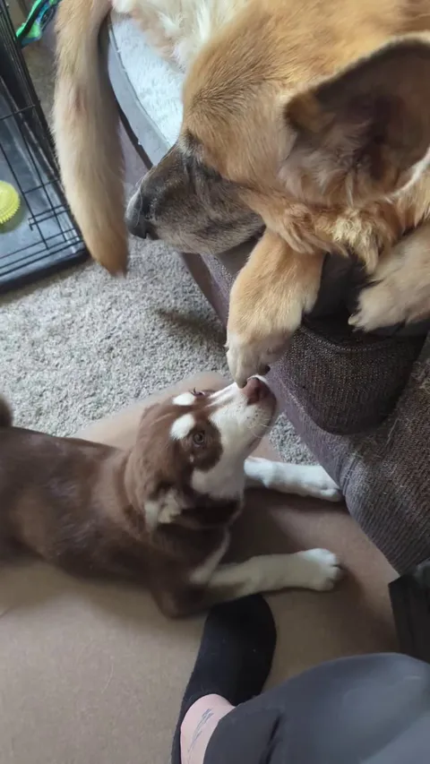 I'm too old for this shit.