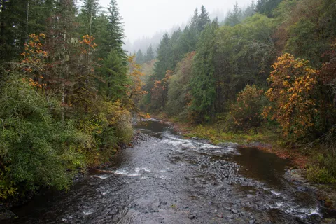 Tillamook National Forest typical fall day (yes like the cheese), Oregon, [6000x4000][OC]