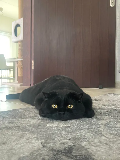 He melts to the ground