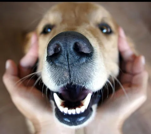 Say hello to the happiest dog ever 😄