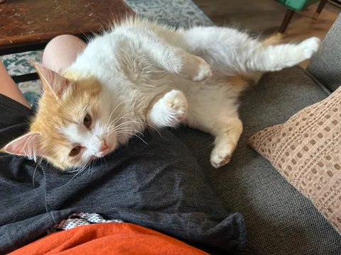 .5 seconds before she rolled off the couch