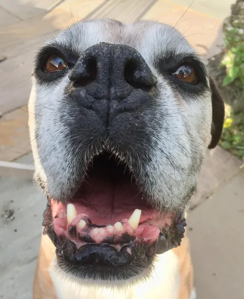 More noses of the dogs I walk