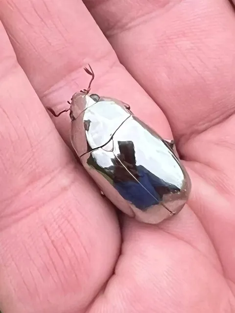 Man Finds An Incredible Beetle Who's Almost Too Stunning To Be Real