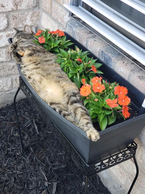 What are my pots growing?