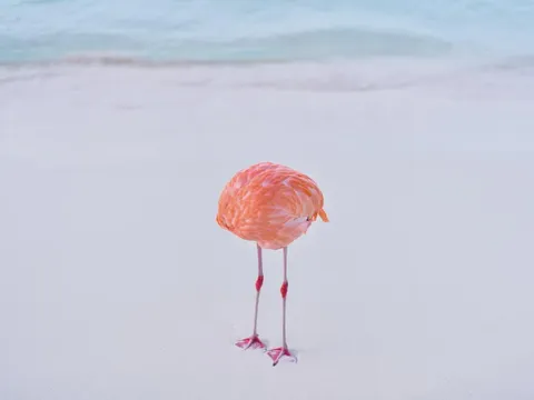 This image of a seemingly headless flamingo placed 3rd in the AI category, &amp; also won the People's Vote award, in an international photography competition. Its creator then revealed the photo is real &amp; it was entered into the AI category to “prove that human-made content has not lost its relevance".