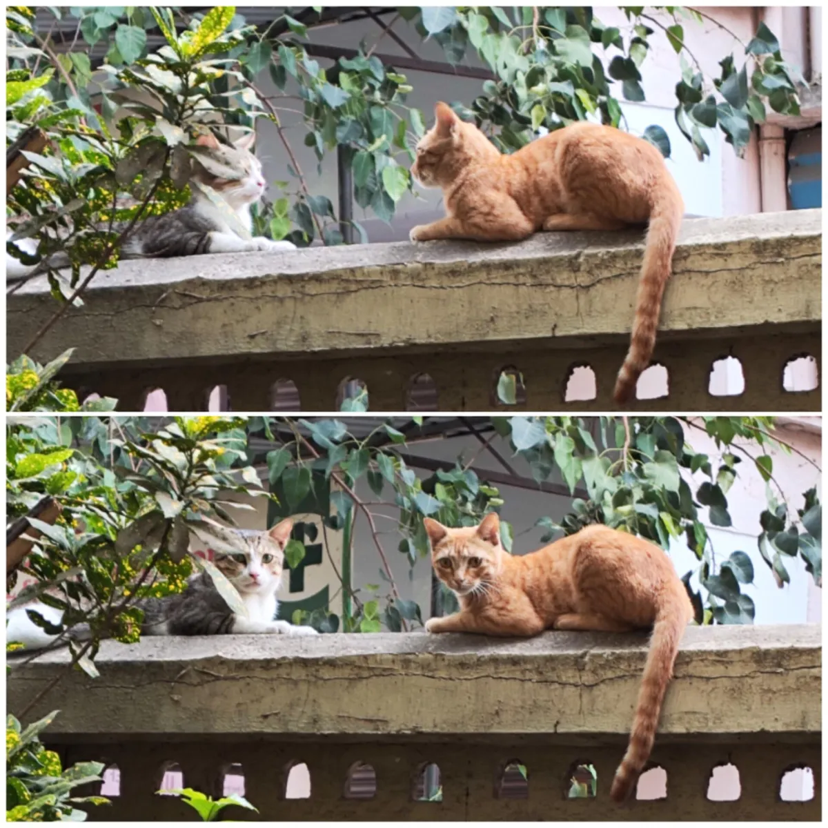 My boy (grey) is all grown up, He now has a girlfriend. His first love. 