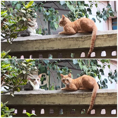 My boy (grey) is all grown up, He now has a girlfriend. His first love. 