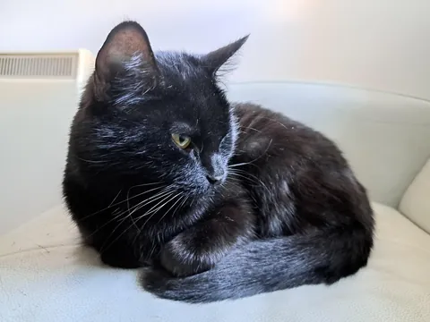 Just over a month since I brought my 9-year old Stevie home from the Scottish SPCA