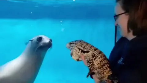 This seal could have gone his whole life not knowing lizards exist
