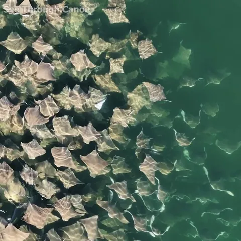 🔥 A Hammerhead Shark charging through a school of rays in Florida