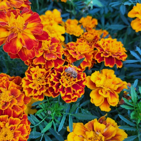 My son grew these gorgeous Marigolds