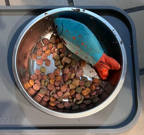 Why does my cat do this?