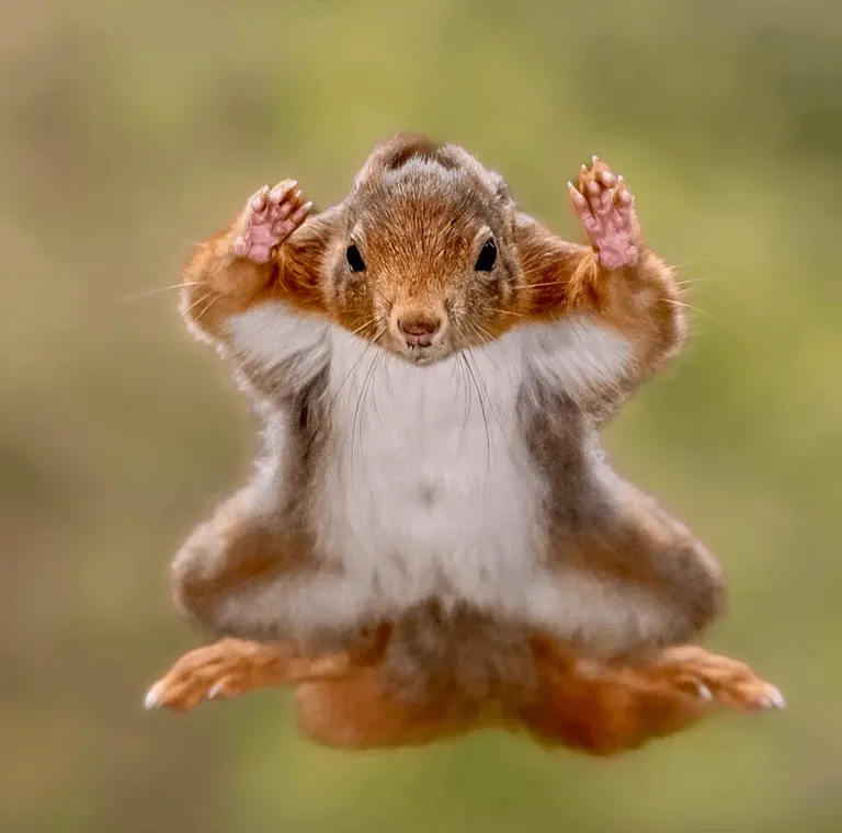 Nominees for comedy Wildlife Photo Of The Year