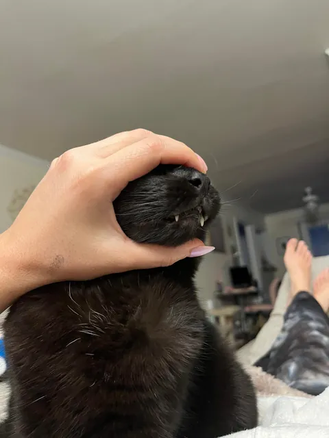 When your cat won’t stop grooming you, so you just…