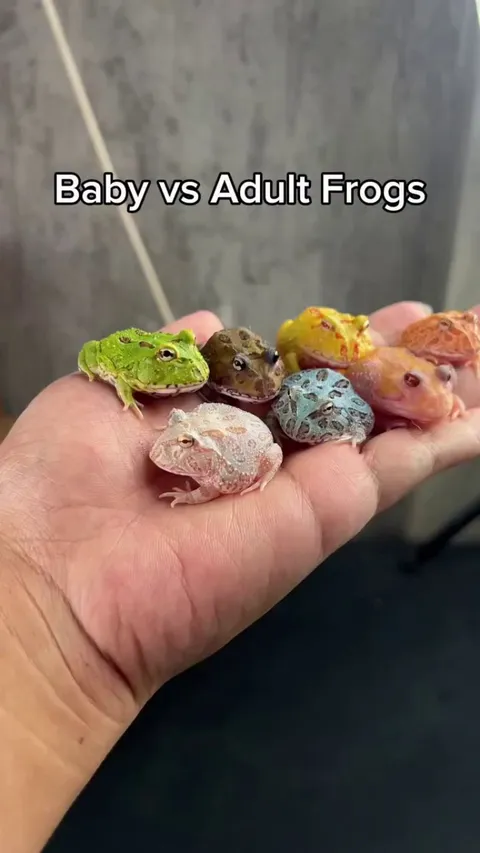 Baby vs Adult Frogs 🐸
