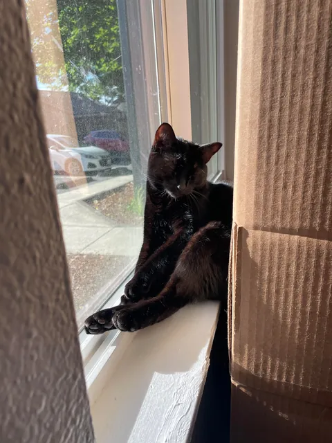 Cat so stupid it’s almost concerning?