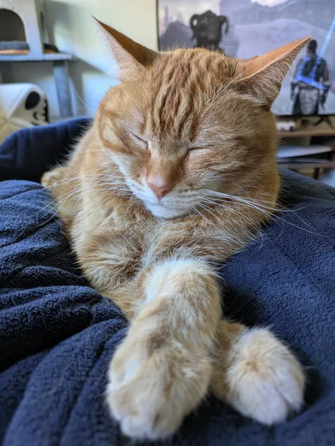 A distinguished gentleman