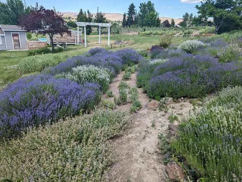 my lavender project
