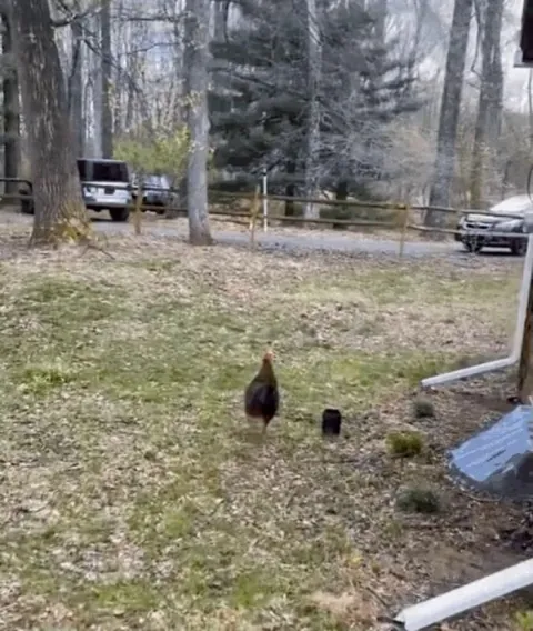 The animals are excited when the human gets home from work