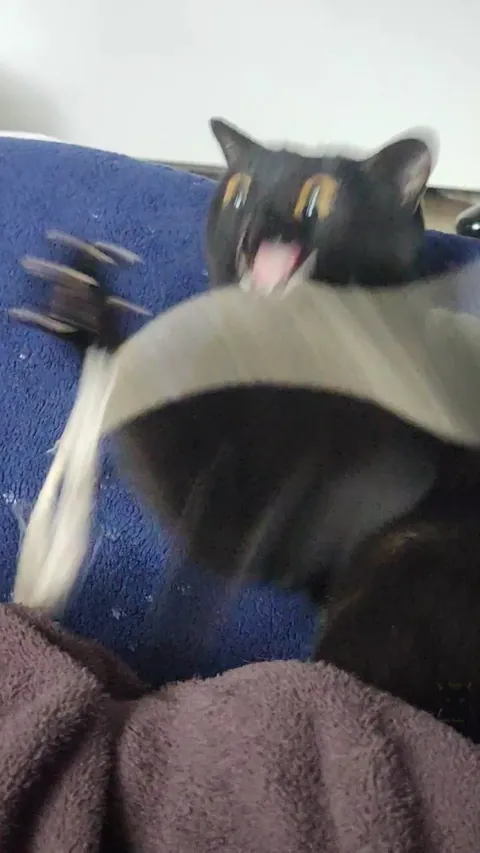 Shoestrings don't stand a chance