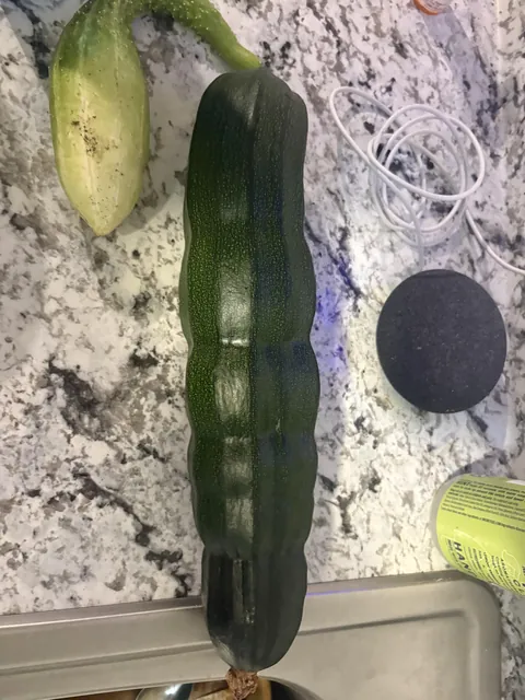 What causes a zucchini to grow like this?
