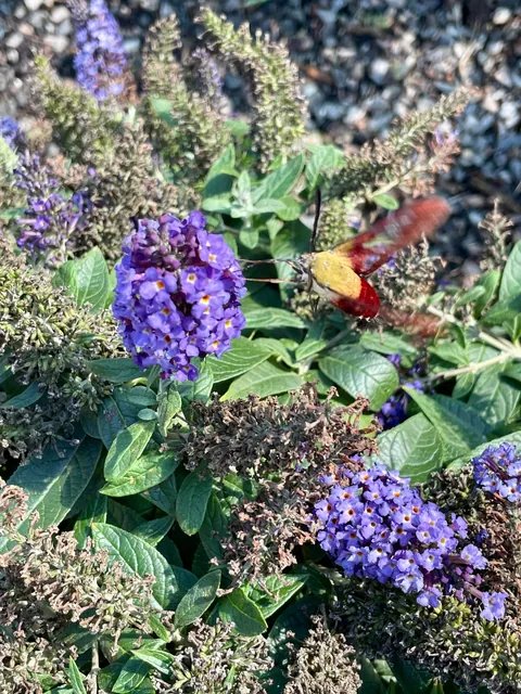 Happy Thursday from my pollinator garden!