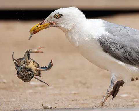 Duel between a Gull and a crab defending her eggs.