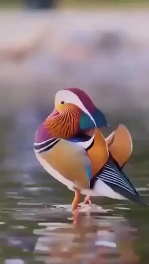 Just a Mandarin duck