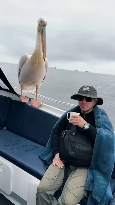 Couple of animals randomly join a boat ride