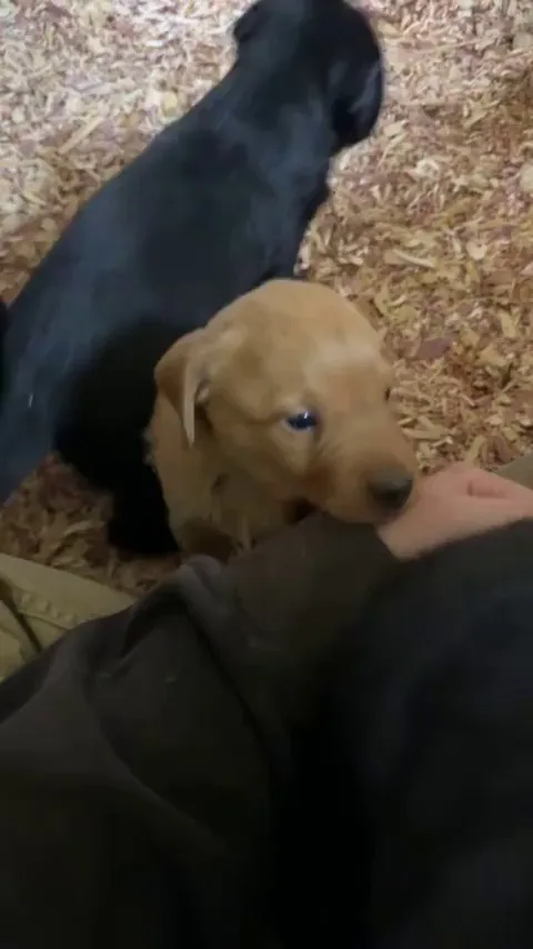 gotta teach them the awoooo