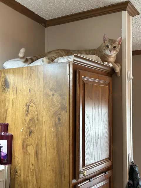 I took everyone’s advice and gave Woof a comfy pillow 🥰