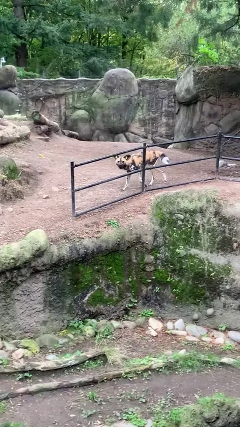 Wild Dogs see a Domesticated Dog