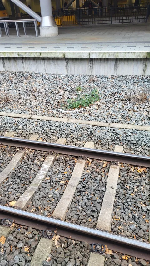 Tomatoes are fickle you said?