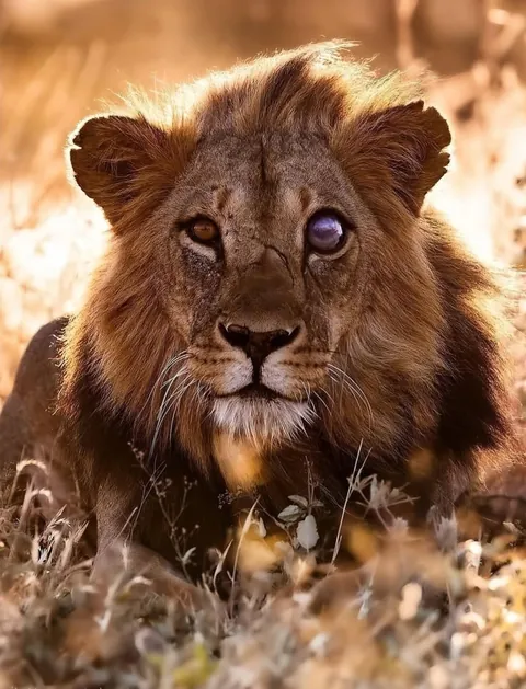 Lion with brutal battle scars.