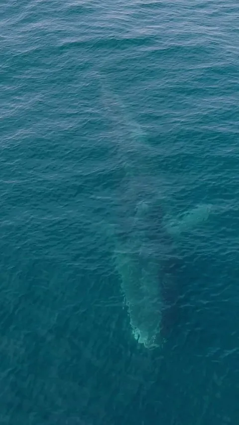 🔥 Fin Whale surface feeding