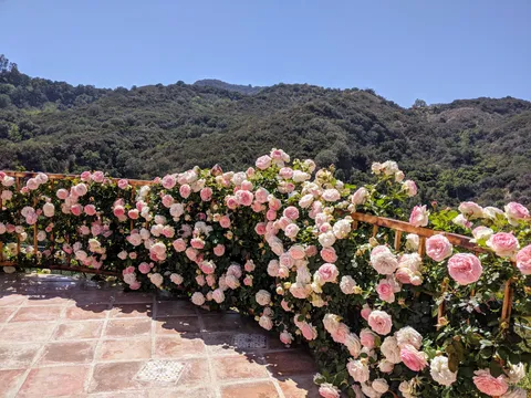My mom planted these climbing roses around a patio in her yard when I got married there 7 years ago -- the marriage is in shambles but roses going strong