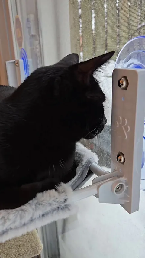 Willie tells you about his birds