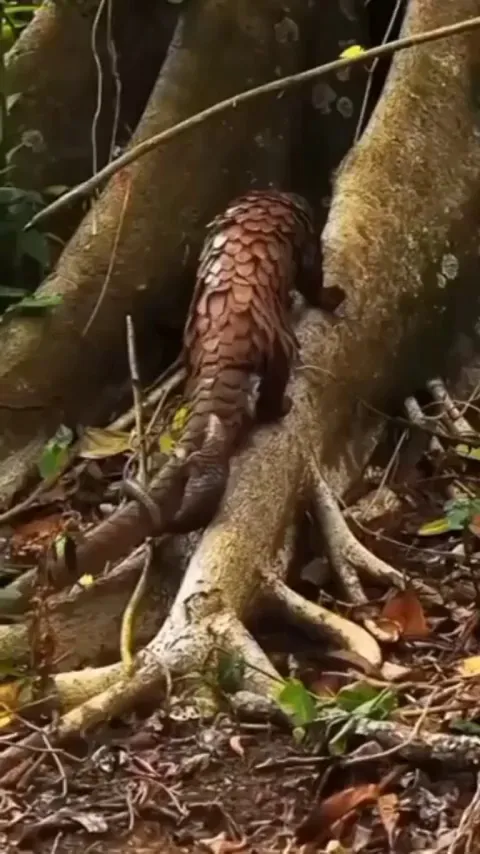 🔥Pangolins are the only mammals in the world covered with scales