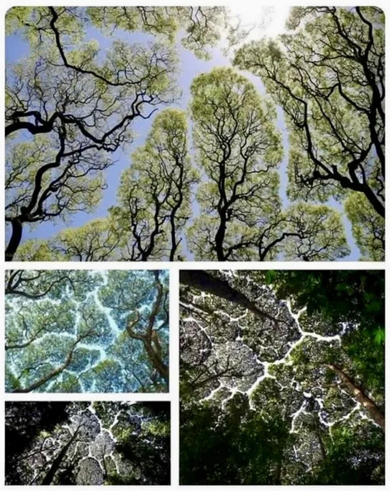 “Crown Shyness” in forest canopies